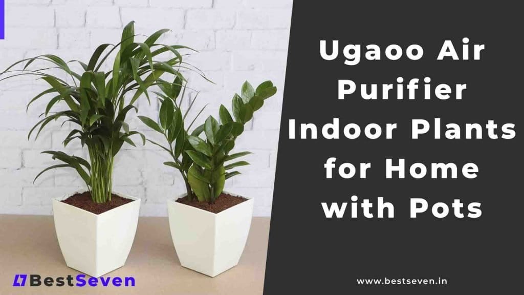 Ugaoo Air Purifier Indoor Plants For Home With Pots [Review]