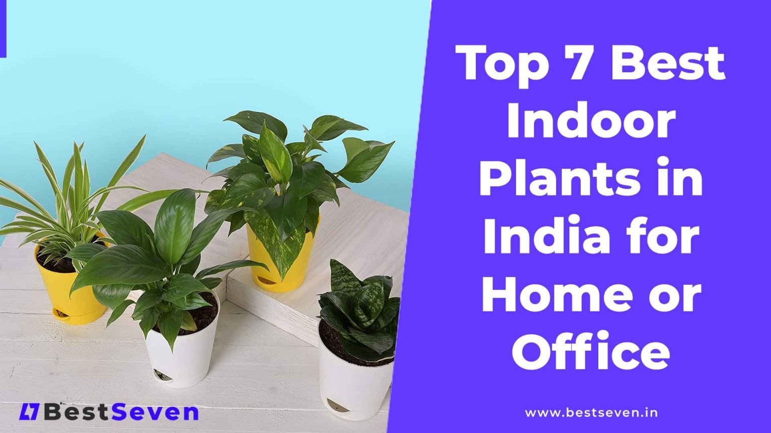 Top 7 Best Indoor Plants In India For Home 2022 [Buying Guide]
